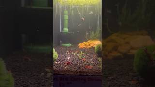 How to acclimate shrimp to a new tank after being shipped in neocaridinashrimp aquariumcoop fish [upl. by Jemma]