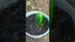 Best Technique How To Grow Papaya From Fruits With an Easy Method Is Guaranteed To Work 🌱 shorts [upl. by Arihaz278]