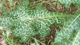 Silybum marianum Sitting with Plants Milk Thistle [upl. by Cathleen]