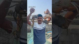 Chimbori 🦀😍 chimbori fishing viralvideo koliwada fishing aagrikoli crab mudcrabs crabs [upl. by Inesita]