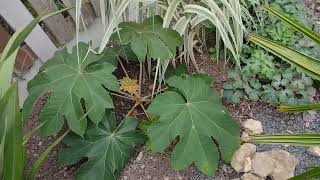 Tetrapanax Papyrifer update One of the most exotic plants to grow in a cool climate [upl. by Schapira]