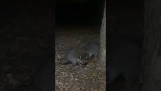 raccoon racoons cuteanimal camperlife wildlife racooncity raccoonwhisperer raccoonfamily [upl. by Tove]