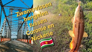 Zwampvis hengelen tussen Coronie en Nickerie In Suriname vissen [upl. by Kcirtapnhoj]