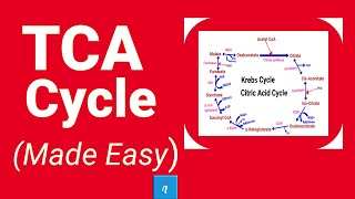 TCA cycle  Krebs cycle Made Easy [upl. by Einrae]