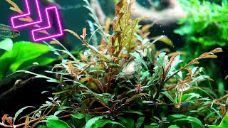 Different ways to grow Hygrophila Pinnatifida in your Aquarium [upl. by Engelhart]