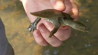 Possibly the cutest turtle everthe spiny softshell turtle Apalone spinifera [upl. by Niwroc453]