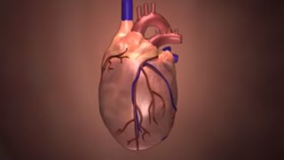 Kawasaki Disease Animated Heart Video [upl. by Auberta199]