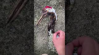 A rare redcrowned crane is crafted on the grass using petals and decayed leavesart viralvideo [upl. by Yeldar]