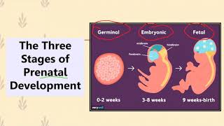 Lecture Video 5 Lymphatic System and Immunity Part 1 [upl. by Cris]