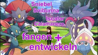 Sniebel Snibunna Iscalar und Calamanero fangen  entwickeln  Pokemon Schwert und Schild [upl. by Yetak]