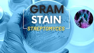 Gram stain streptomycesMicrobiology [upl. by Lubbock]