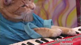 Keyboard Cats NEW hit Song  quotA Okquot [upl. by Eednar]