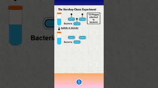 Hershey and chase experiment on DNA 🧬🧬🧬🧬🧬🧬🧬💊 [upl. by Hull178]