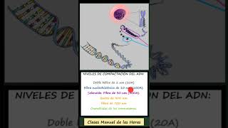 Histonas y Nucleosomas Empaquetamiento ADN 2º Bachillerato Condensación del ADN Biología [upl. by Enerehs959]