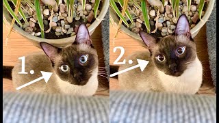 Rapidly Dilating Eyes  Siamese Simon Cat Scares his Human [upl. by Purpura]