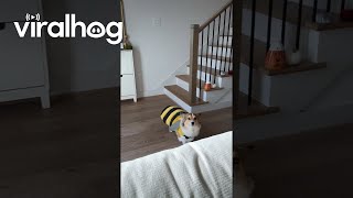 Dog Dressed As Bumblebee Hops Down the Stairs  ViralHog [upl. by Endor]