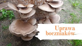 Uprawa boczniaka w domu w ogrodzie i w garażu  wszędzie się uda Podcast 3 [upl. by Drannek]