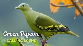 Green Pigeon Calling Sound [upl. by Isej611]