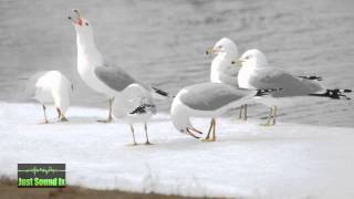 group of seagulls sound [upl. by Zimmermann]