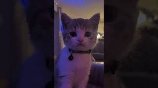 video of cat winking 🤭 [upl. by Heyer]