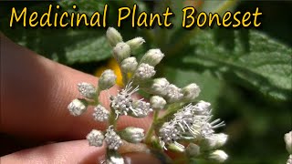 How to Identify Boneset [upl. by Eniwtna]