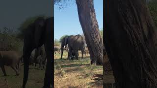 Tarangire National Park [upl. by Verla]