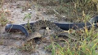 DANGEROUS SNAKE BLACK MAMBA VS RATTLESNAKE WHO WILL WIN [upl. by Aidnahs]