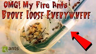 My Pet Fire Ants Broke Loose Everywhere [upl. by Tess]