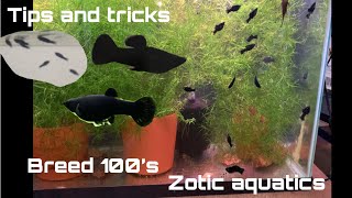 How to breed black Molly’s [upl. by Ellerad]