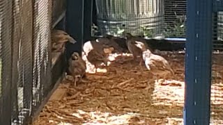 My Chukar Partridges Moved In With The Chickens [upl. by Ahoufe90]