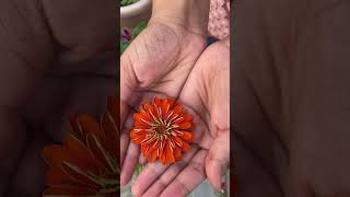 Jiniya flowers new newsong namak bollywood trending trendingsong trendingshorts shorts [upl. by Flosser]