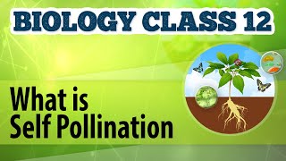 What Is Self Pollination  Reproduction in Plants  Biology Class 12 [upl. by Beltran554]