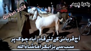 Qadra bad choak Kasur 2024 ki Qurbani ka liay JanwerKasur Bakra mandiBakra EidQurbani 2024 [upl. by Reo54]