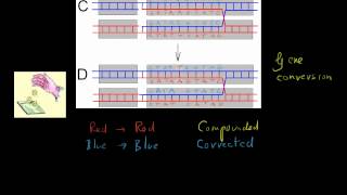 Forsdyke Evolution Academy 0153 Gene Conversion [upl. by Schear333]