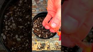 Begonia Propagation Easy Leaf cuttings Method [upl. by Blackington665]