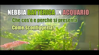 Nebbia batterica in acquario  che cosè come risolvere perchè si forma [upl. by Eixirt]