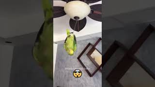 The funniest parrot😂🤣🤣 funny parrot funny birds parrot cute birds funny animals [upl. by Cyrilla]