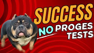 Bully breeding  No progesterone tests success [upl. by Earla]