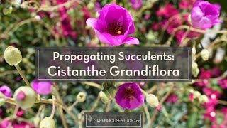 Propagating Succulents  Rock Purslane aka Cistanthe grandiflora or Calandrinia spectabilis [upl. by Airakaz]