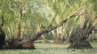 Tour Australia Kakadu National Park [upl. by Rehteh]