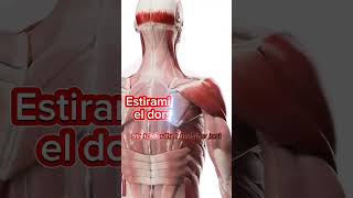 LATISSIMUS DORSI WORKOUT therapeuticexercise exercise yogaexercise shorts [upl. by Laertnom]