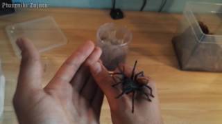 Przeprowadzka 2x Chromatopelma cyaneopubescens oraz Brachypelma auratum [upl. by Anis]