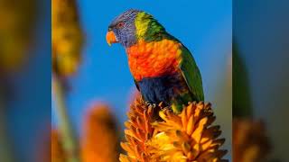 Lorikeet sounds [upl. by Straus]