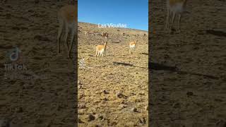 Vicuñas y guanacos vicuña guanaco andes natural salvaje shorts [upl. by Sedgewake]