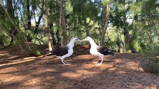 Laysan albatross courtship dance [upl. by Noskcaj234]