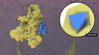 Mechanism of Action for Covalent and NonCovalent BTKi [upl. by Odille]