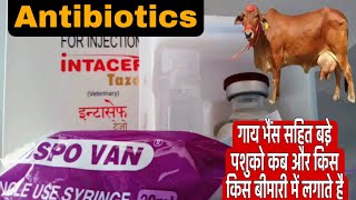 Intacef Tazo Injection  how to use intacef tazo injection uses in hindi  Veterinary Injection [upl. by Selmore819]