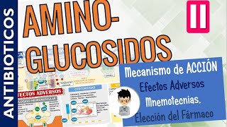 AMINOGLUCOSIDOS MECANISMO DE ACCIÓN Efectos Adversos Farmacocinética INDICACIONES  PARTE 2 [upl. by Anecusa]