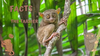 Tarsiers eyes are bigger than their brains learningfacts tarsier primate [upl. by Dnomse]