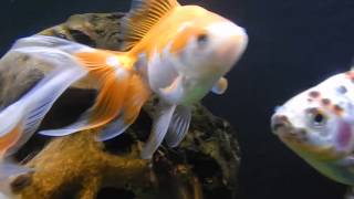 Fantail Goldfish [upl. by Mariska]